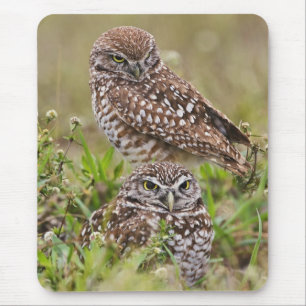 Kaninchenkauz, Athene cunicularia, Cape Coral, Mousepad