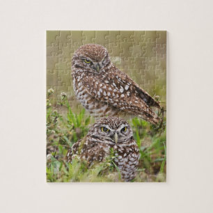 Kaninchenkauz, Athene cunicularia, Cape Coral, Puzzle