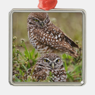 Kaninchenkauz, Athene cunicularia, Cape Coral, Silbernes Ornament