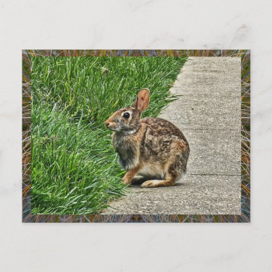 Kaninchenkunst Postkarte (Vorderseite)