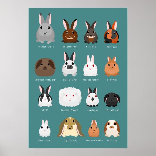 Kaninchenrassen Poster (Vorne)