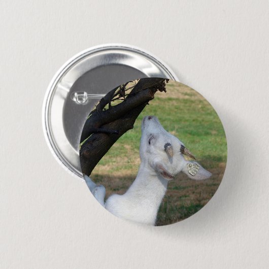 Kann ich diesen Baum klettern? Button (Vorne & Hinten)