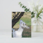 Kann ich diesen Baum klettern? Postkarte (Stehend Vorderseite)