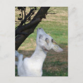 Kann ich diesen Baum klettern? Postkarte (Vorderseite)