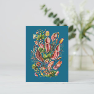 Kannenpflanze (Blau) Vintage Ernst Haeckel Druck Postkarte