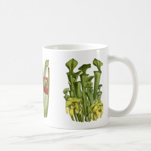 Kannenpflanzen Kaffeetasse (Rechts)
