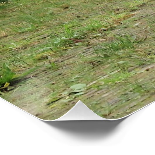 Kanon, Poster (Ecke)