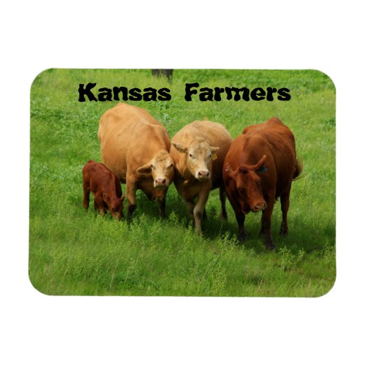 Kansas Bauern Cows Magnet (Horizontal)
