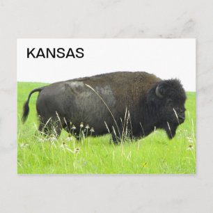 Kansas - Bison/Buffalo Bull Postkarte