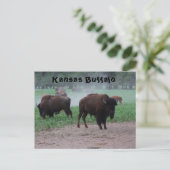 Kansas Buffalo POST CARD Postkarte (Stehend Vorderseite)