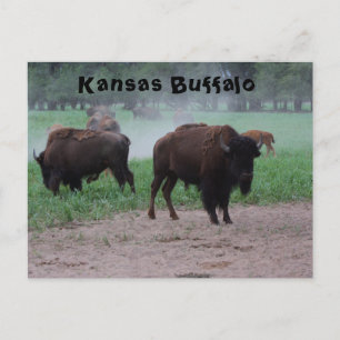 Kansas Buffalo POST CARD Postkarte