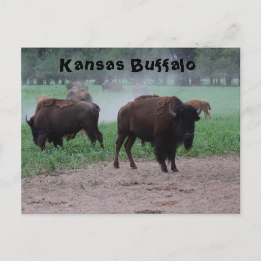 Kansas Buffalo POST CARD Postkarte (Vorderseite)