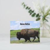Kansas Büffel Maxwell Wildlife Refuge Postkarte (Stehend Vorderseite)