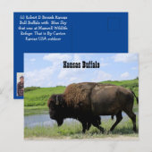 Kansas Büffel Maxwell Wildlife Refuge Postkarte (Vorne/Hinten)