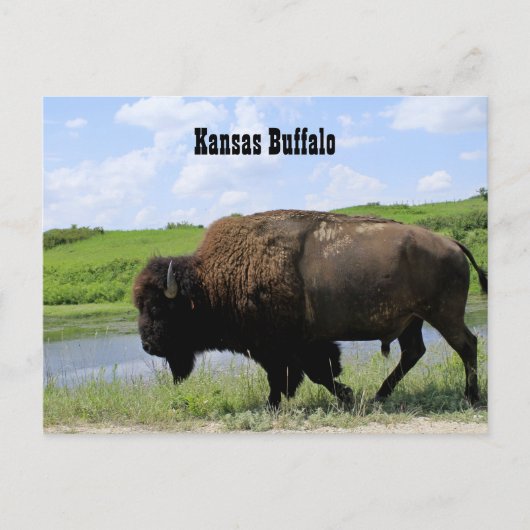 Kansas Büffel Maxwell Wildlife Refuge Postkarte (Vorderseite)