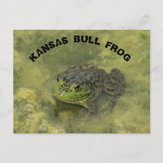 Kansas Bull Frog schuss POST-KARTE Postkarte (Vorderseite)