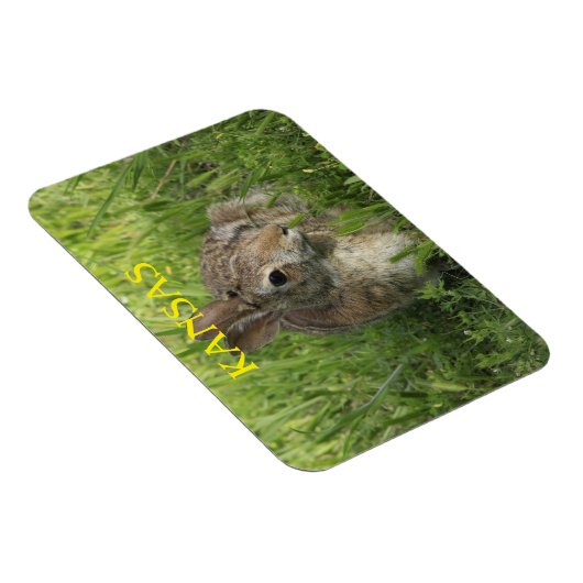 Kansas Bunny Rabbit Magnet (Rechte Seite)