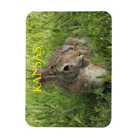 Kansas Bunny Rabbit Magnet (Vertikal)