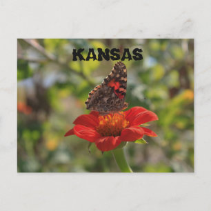 Kansas Butterfly Post Card Postkarte