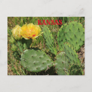Kansas Cactus blühende Postkarte