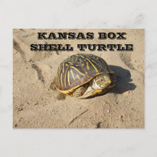 Kansas Country Box Muschel Schildkröte Postkarte