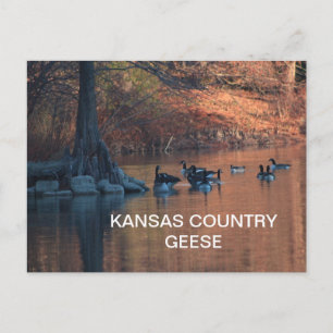KANSAS COUNTRY GEESE Postcard Postkarte