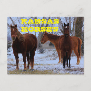 Kansas Country Horse's Post Card Postkarte