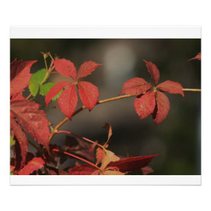 Kansas Country Red vine Fotodruck