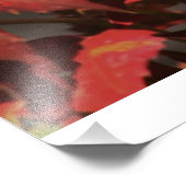 Kansas Country Red vine Fotodruck (Ecke)