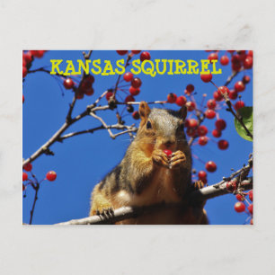 Kansas Eichhörnchen essen rote Berry Post Card Postkarte