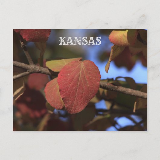 Kansas Fall Leave Postkarte (Vorderseite)