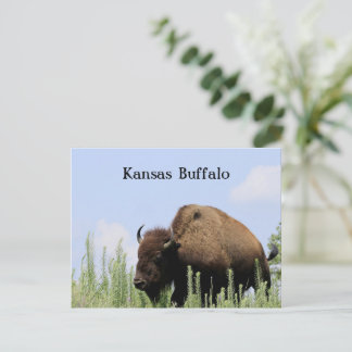 Kansas farbenfrohe Büffel Maxwell Wildlife Refuge Postkarte