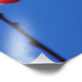 Kansas Fox Schwanz Eichhörnchen Foto Poster. (Ecke)