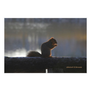 Kansas Fox Schwanz Eichhörnchen Poster/Foto Erweit Fotodruck