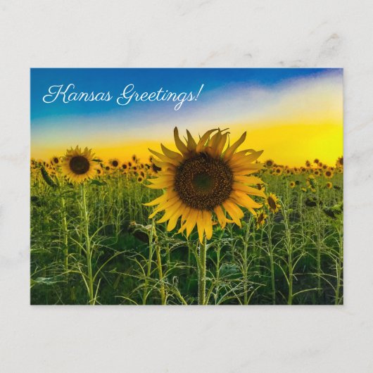 Kansas Greetings Sunflower Field Postkarte (Vorderseite)