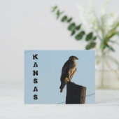 Kansas Hawk auf einem Pole geschlossen Post Card. Postkarte (Stehend Vorderseite)