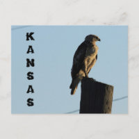Kansas Hawk auf einem Pole geschlossen Post Card.