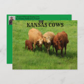 Kansas Kühe draußen in der Länderpost-Karte Postkarte (Vorne/Hinten)