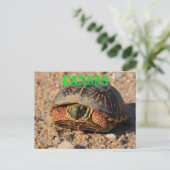 Kansas Male Box Muschel Schildkröte Postkarte (Stehend Vorderseite)