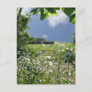 Kansas Meadows and Wildflowers Postkarte