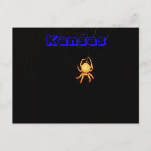 Kansas Orb Weaver Spider Post Card Postkarte