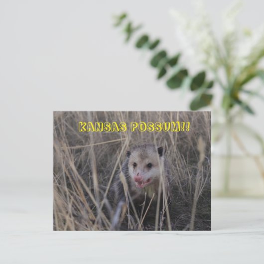 Kansas Possum Post Card. Postkarte (Stehend Vorderseite)
