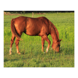 Kansas Rotes Pferd in einer Weide Fotodruck