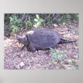 Kansas Snapping Turtle Poster (Vorne)