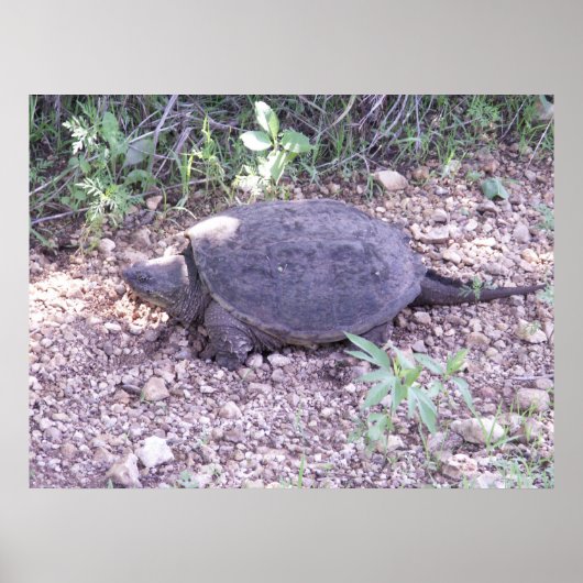 Kansas Snapping Turtle Poster (Vorne)