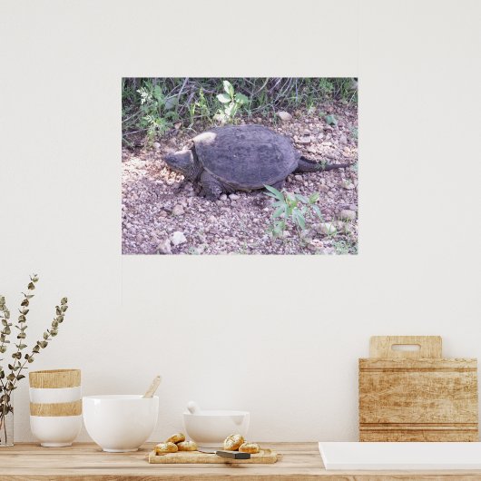 Kansas Snapping Turtle Poster (Küche)
