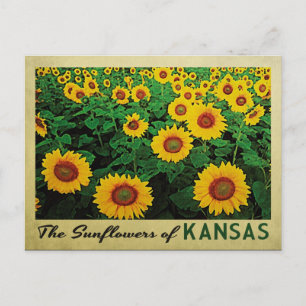 Kansas-Sonnenblumen Postkarte