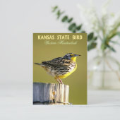 Kansas Staat Bird - Western Meadowlark Postkarte (Stehend Vorderseite)