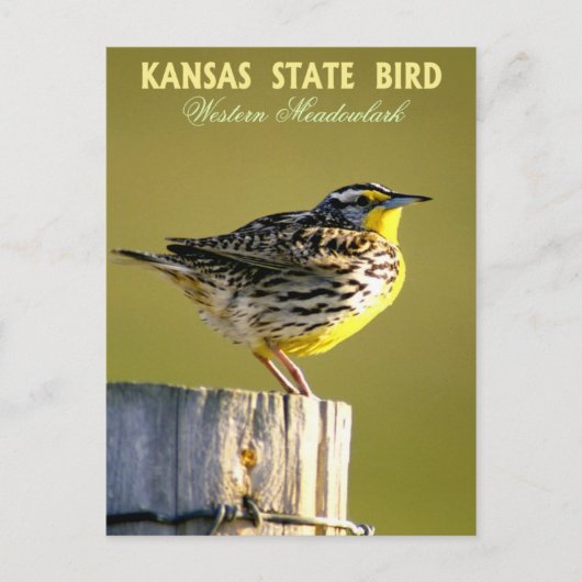 Kansas Staat Bird - Western Meadowlark Postkarte (Vorderseite)