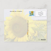 Kansas Staat Blume - Die Sonnenblume Postkarte (Rückseite)